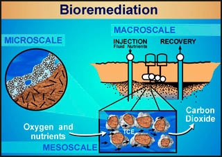 Bioremediation