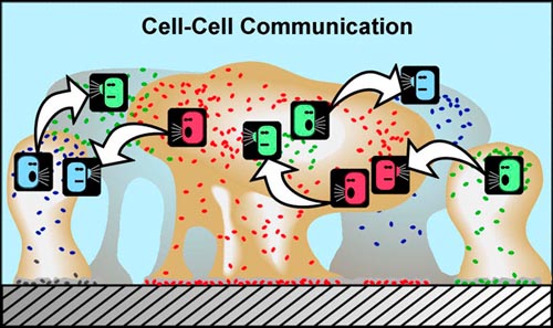 Cell-Cell communication