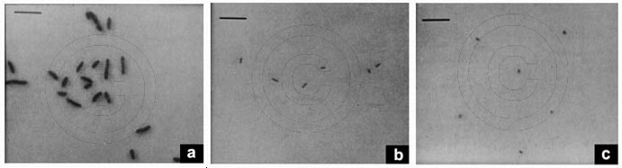 Marine Vibrio